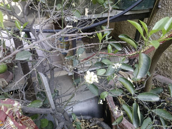 Close-up of flowering plants on land
