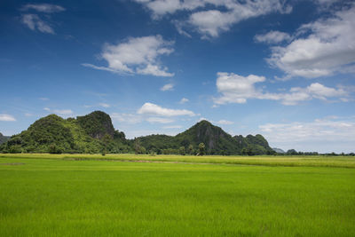 Scenic view of field against sky