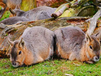 Close-up of sheep on field