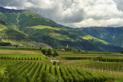 Scenic view of agricultural field against sky