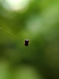 Close-up of bee on leaf