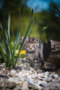 Innocent newborn domestic cat discovers wildlife and undergoes immediate development