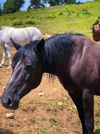 Horse standing in a field