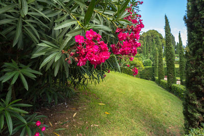 Pink flowering plants in garden