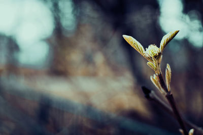 Close-up of wilted plant