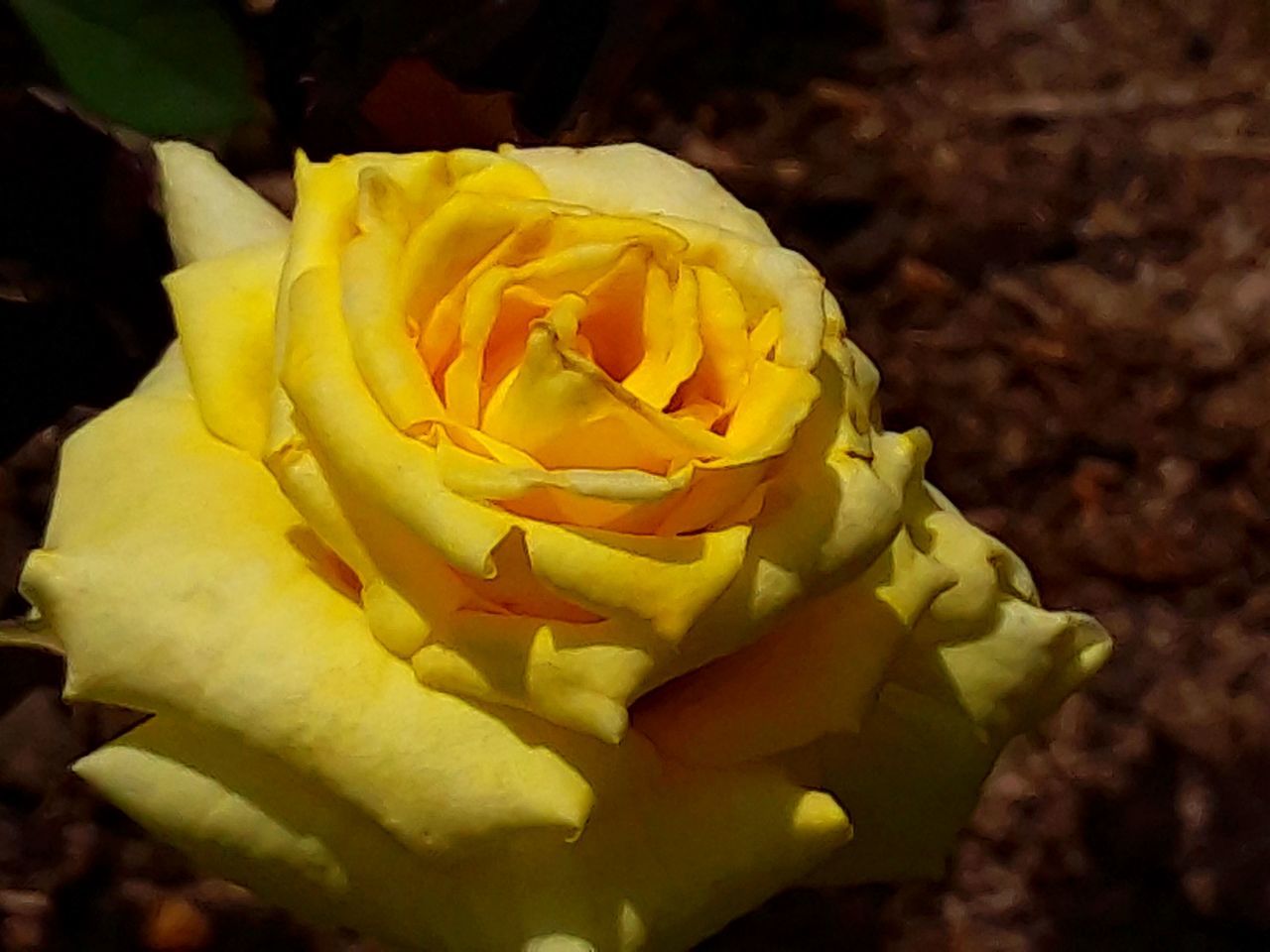 CLOSE-UP OF YELLOW ROSE IN BLOOM