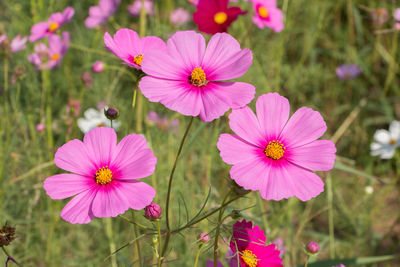 Close-up of cosmos flowers blooming on field