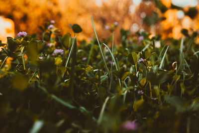 Close-up of flowers blooming on field