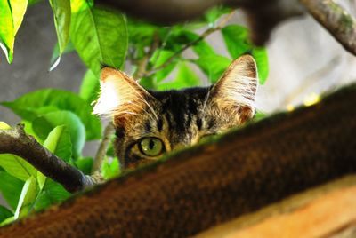 Close-up portrait of a cat