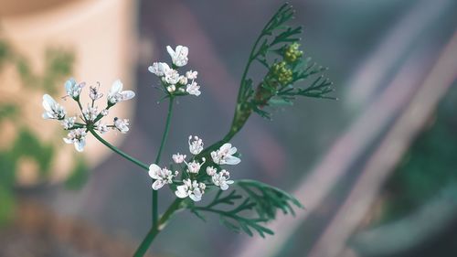 Close-up of white flowering plant