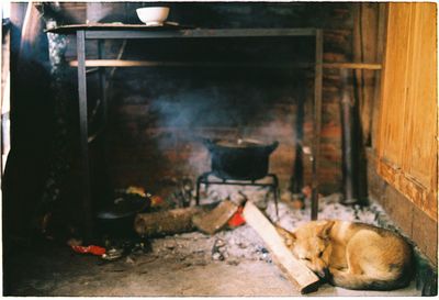 Dog sleeping by stove