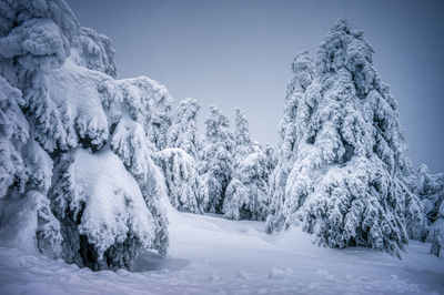 Snow covered plants and trees against sky