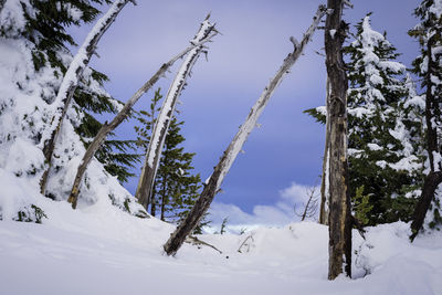 Low angle view of frozen tree against sky