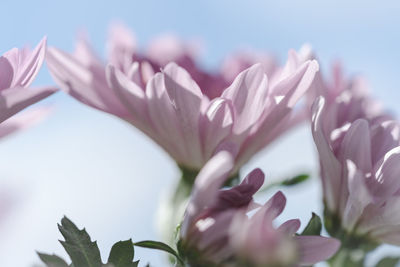 Close-up of pink flowering plant against sky