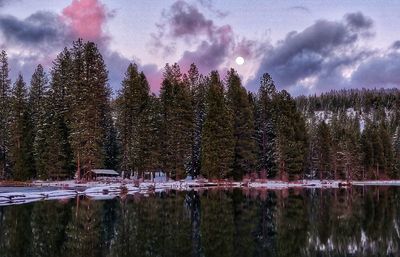 Scenic view of pine trees by lake against sky