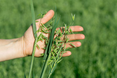 Cropped hand holding plant