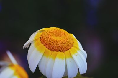 Close-up of yellow flower