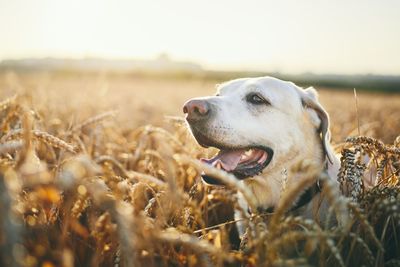 Labrador retriever on agricultural field