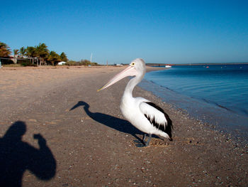 White and black pelican standing at the beach, blue sea