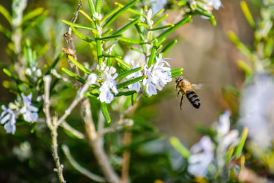 Close-up of bee pollinating flower