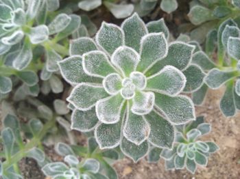 Close-up of succulent plant
