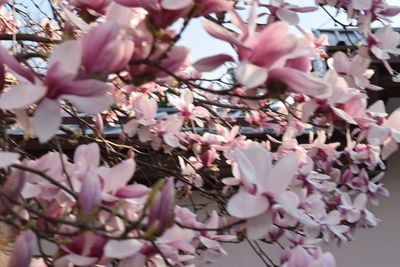 Close-up of pink cherry blossoms in spring