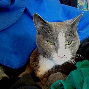 Close-up of cat