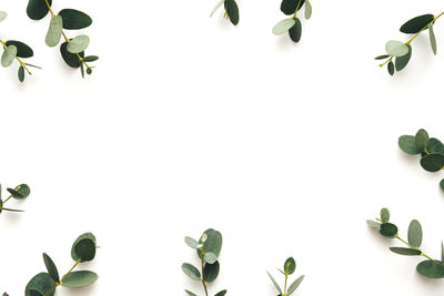 Close-up of fresh white flowers against gray background