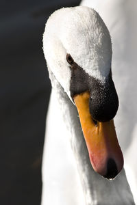 Close-up of swan in lake