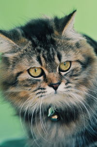 Close-up portrait of a cat