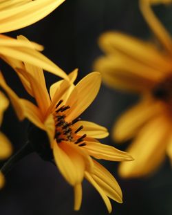 Close-up of yellow flower