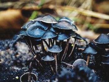 Close-up of mushroom growing on field