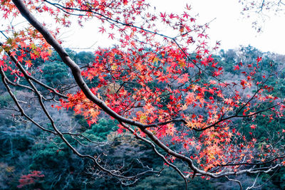 Low angle view of flowering tree against sky during autumn