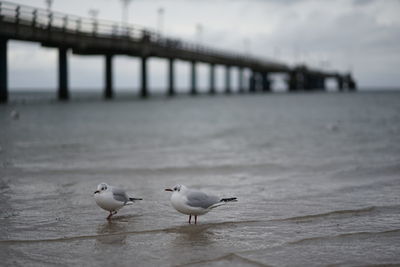 Seagulls perching on a bridge