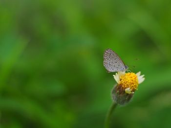 Close-up of butterfly pollinating on flower