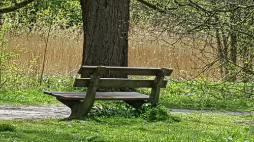 Wooden bench on grassy field