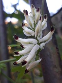 Close-up of white flowers on branch