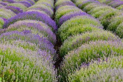 Full frame shot of purple flowering plants