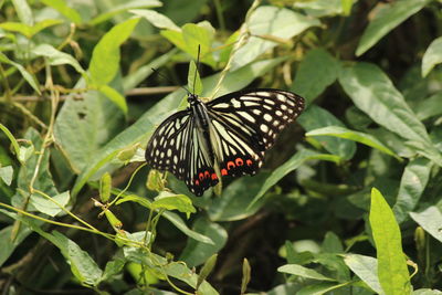 Close-up of butterfly on leaf