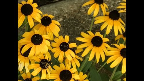 Close-up of sunflowers blooming outdoors