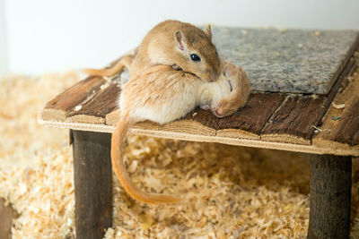 High angle view of gerbils on wood at home