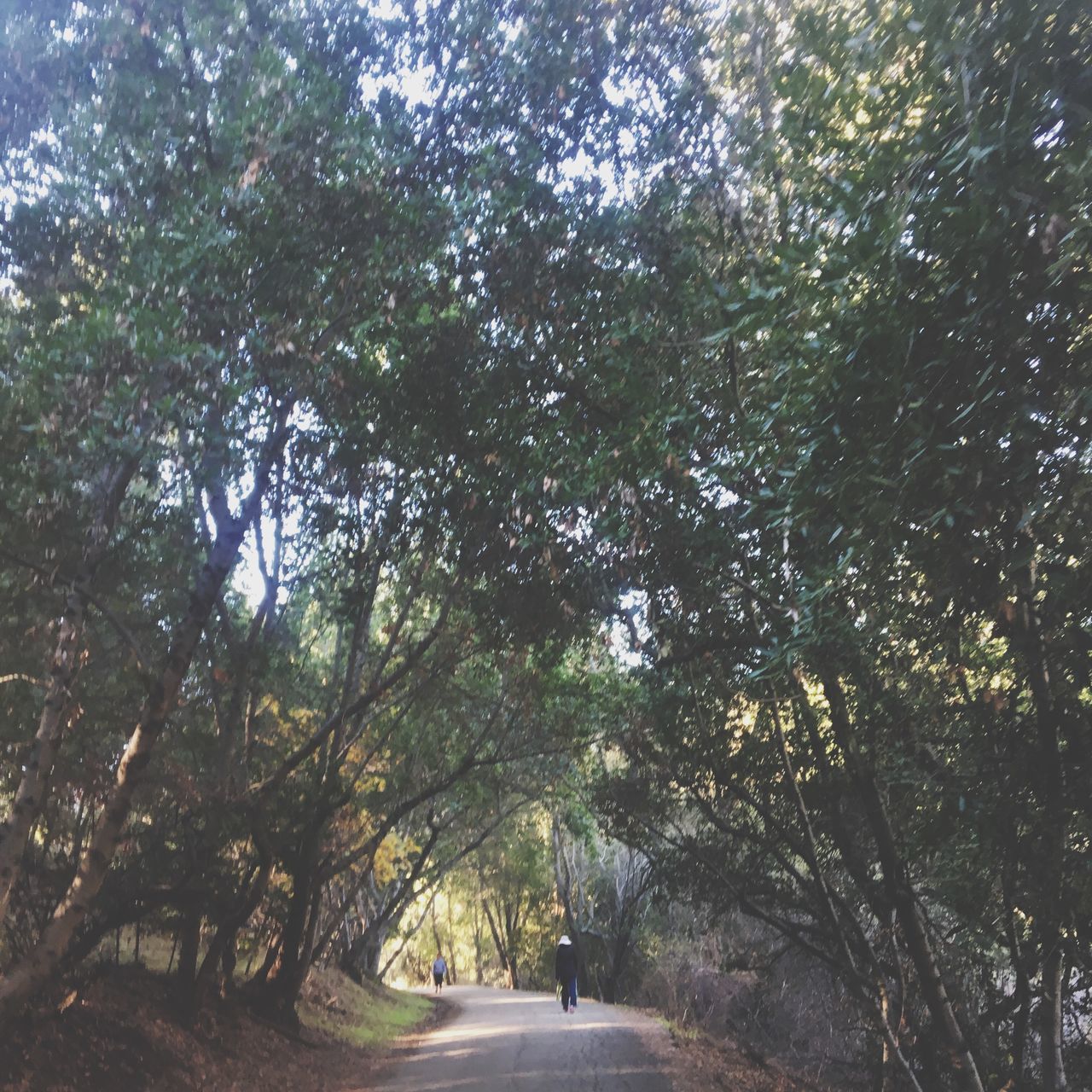 tree, the way forward, transportation, road, diminishing perspective, vanishing point, growth, tranquility, nature, treelined, branch, street, empty road, forest, sunlight, tree trunk, day, tranquil scene, outdoors, green color