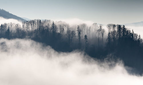 Panoramic view of trees on mountain against sky