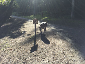 Dog on street