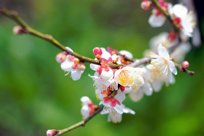 Close-up of cherry blossoms in spring