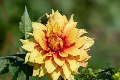 Close up of a yellow dahlia flower in the garden.