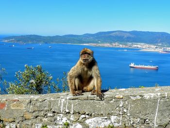 Aerial view of rock of gibraltar with city, iberian peninsula. barbary monkey rock of gibraltar