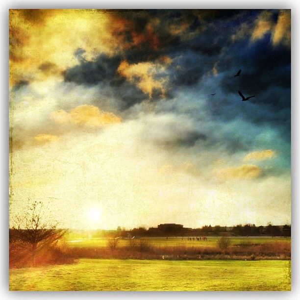 transfer print, auto post production filter, flying, sunset, animal themes, sky, bird, field, landscape, beauty in nature, cloud - sky, nature, scenics, sun, tranquil scene, animals in the wild, wildlife, tranquility, grass, sunlight