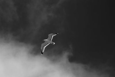 Low angle view of seagull flying in sky