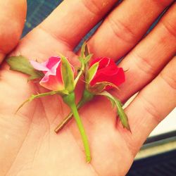 Close-up of cropped hand holding plant